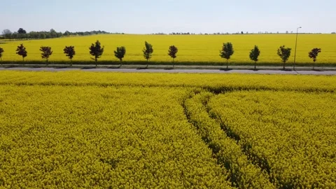 Flight along the road between fields of flowering rapeseed Stock Footage 248250113