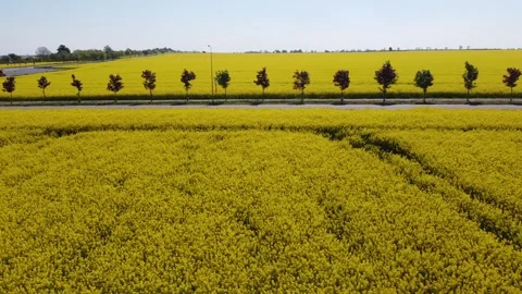 Flight along the road between fields of flowering rapeseed Stock Footage 248250115