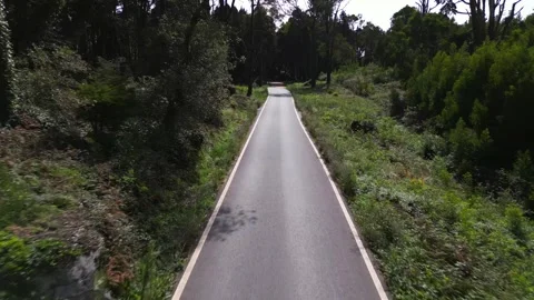 Flight along the road in the forest Stock Footage 304446289