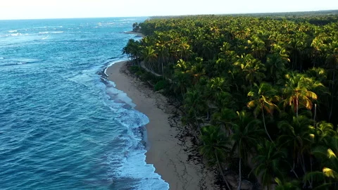 Flight Along a Road Leading Through a Palm Forest on the Beach. Video stock 274832550