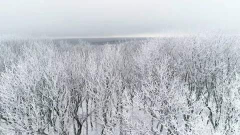 Flight along the snowy forest in winter Video stock 153070692