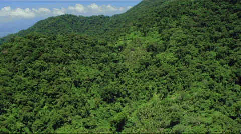 Flight along tree top covered rolling hills Video stock 25399622