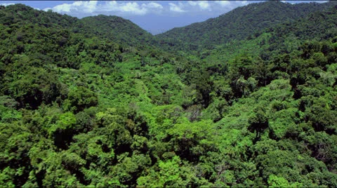 Flight along tree top covered rolling hills Video stock 25401998
