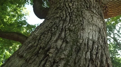 Flight Along a Trunk of an Old Big Tree Stock Footage 64921855