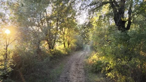 Flight along a winding forest path at sunset Stock-Footage 247579621