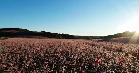 Flight among flowering trees Stock Footage 104646887