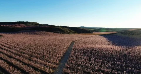 Flight among flowering trees Stock Footage 104646895
