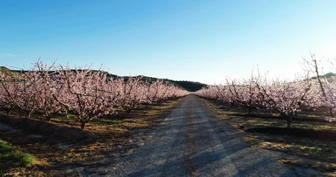 Flight among flowering trees Stock Footage 104646921