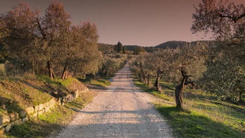 Flight among olive trees in Tuscany, at sunset. Italy. 库存影片 333100752
