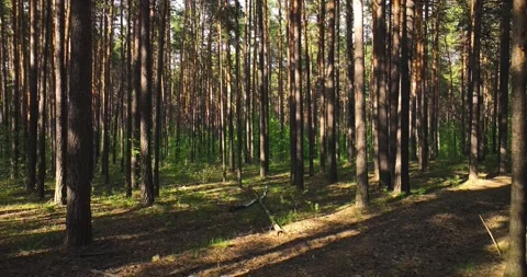 Flight among the pine forest in summer. Pinery. Aerial view Stock Footage 195890969
