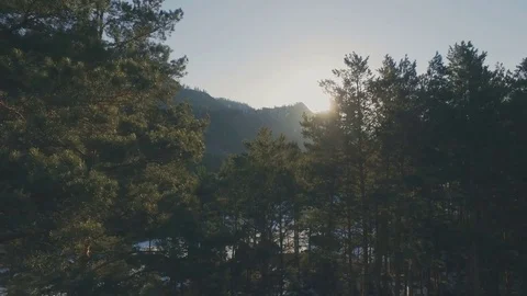 Flight among pine trees over the mountain river, aerial Stock Footage 74082221