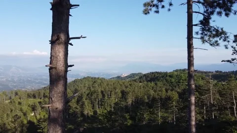 Flight among the pines Vidéo 131271591