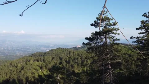 Flight among the pines Vidéo 131271594