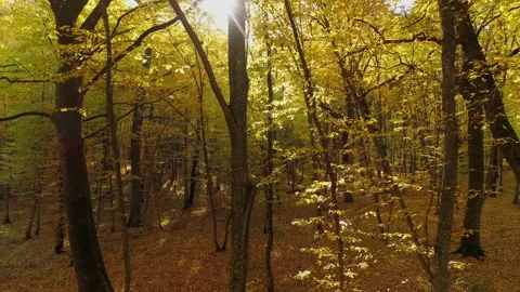 Flight among the trees of the autumn forest. Trunks of oak and hornbeam. Stock Footage 217816965