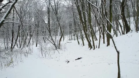 Flight among trees in calm winter forest Stock Footage 263119004