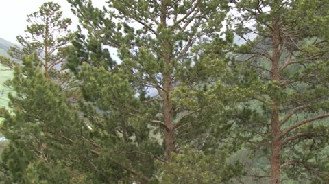 Flight among the trees Stock Footage 39610534