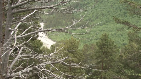 Flight among the trees Stock Footage 39610552