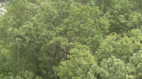 Flight among the trees Stock Footage 39611456