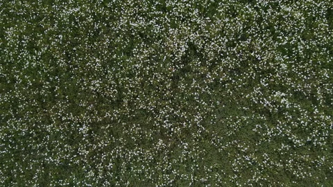 Flight and descent over a field of daisies. Stock Footage 157346708