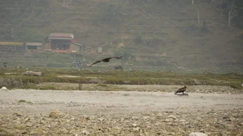 Flight and landing of the eagle Stock Footage 61530777