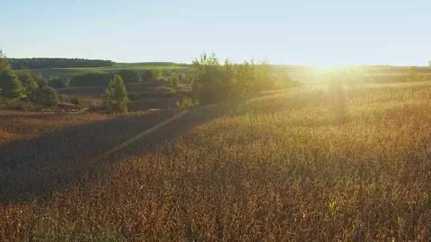 Flight and takeoff above corn field at golden sunset, aerial panoramic view. Stock-Footage 75649690
