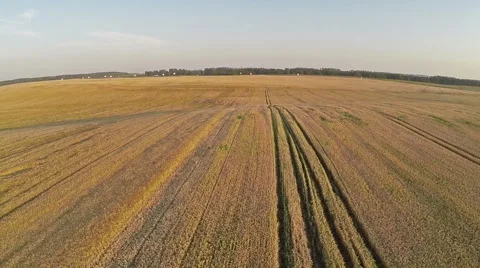 Flight and takeoff above wheat field, aerial view. Vídeo Stock 40818908
