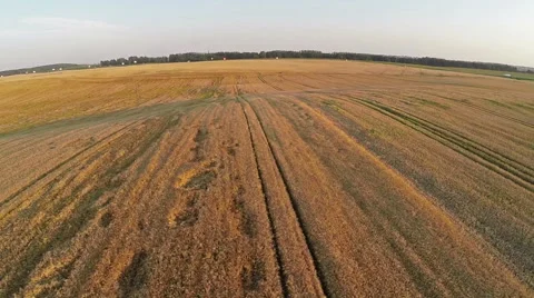 Flight and takeoff above wheat field, aerial view. 動画素材 40830901