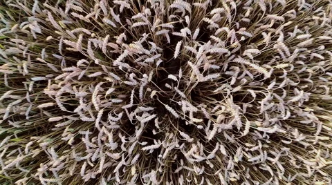 Flight and takeoff above wheat field, aerial view. 스톡 동영상 40846411