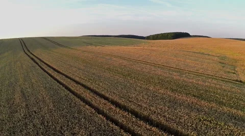 Flight and takeoff above wheat field at sunset, aerial view. Video stock 40854754