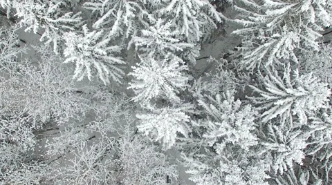 Flight and takeoff above winter forest on the north, aerial view with rotation. Stock Footage 67678301