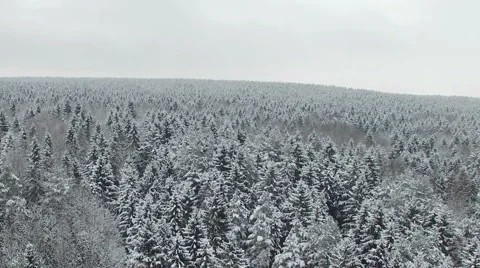 Flight and takeoff above winter forest on the north, aerial. Video stock 67679038