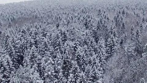 Flight and takeoff above winter forest at snowfall on the north, aerial view. Video stock 83011155
