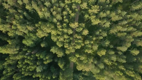 Flight and top aerial view of dense old and new forest with road Stock Footage 201848191