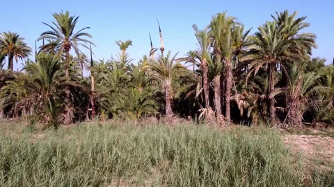 Flight approaching an oasis Video stock 138234597