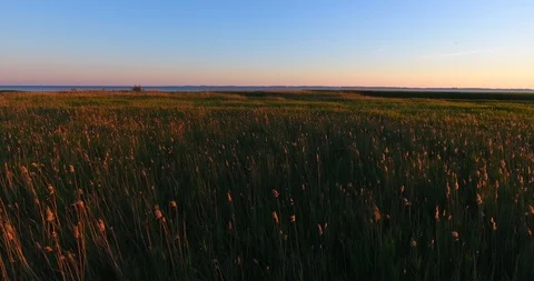 Flight approaching from the shore to lagoon over the water plants at dusk Stock Footage 90879712