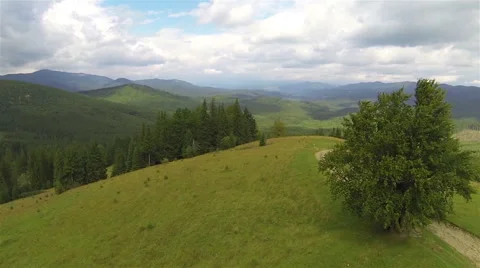 Flight around  alone tree  in mountains  in windy day  .Aerial  shot  Stock Footage 43248659