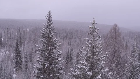 Flight around frozen tree Видео 123778766