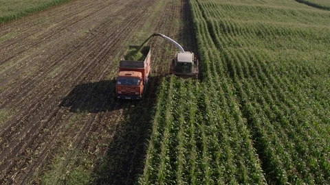 Flight around harvester, corn field and truck Vídeo Stock 123776590