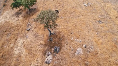 Flight Around a Lonely Standing Tree Stock Footage 77736872