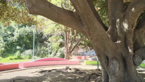 Flight around the rubber tree in Rubén Darío square. Stock Footage 236567482