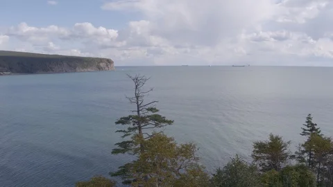 Flight around tree on the coast Stock-Footage 94723020