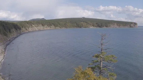 Flight around tree on the coast Video stock 94723111