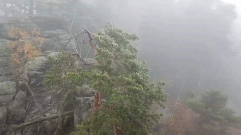 Flight around a tree in dense fog near the rocks Stock Footage 115603068