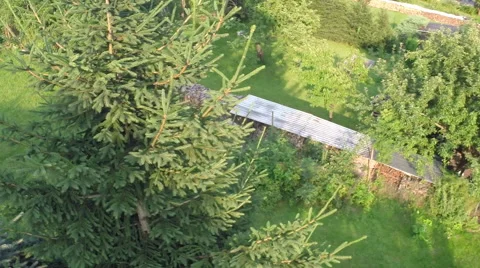 Flight around tree Stock Footage 40330790