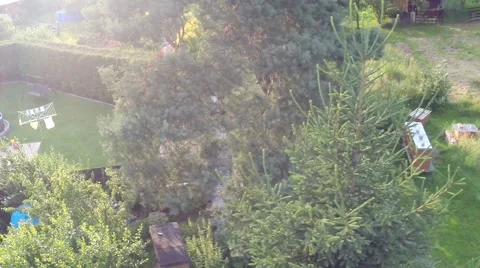 Flight around tree Video stock 40330853