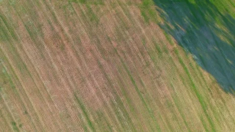 Flight around a tree. Stock Footage 260821203