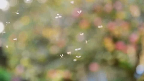 Flight atmosphere. Moths with transparent wings fly. The movement of wings. 動画素材 335478907