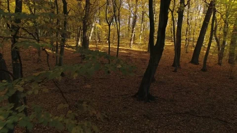 Flight in the autumn forest, from the dark part of the shadow to the bright Video stock 217817710