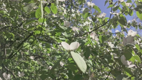 Flight backward between branches of flowering Quince tree (Cydonia oblonga) Stock Footage 311430190