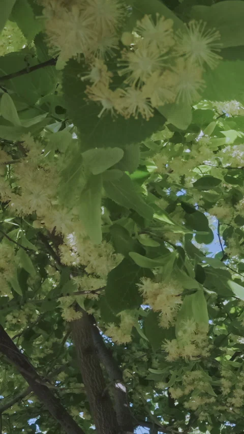 Flight backward, flying between branches of blooming Lime tree also known as Vídeo Stock 333925535